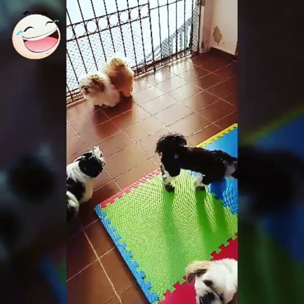 foto 1 de Pet Hotel Filhotes Natal