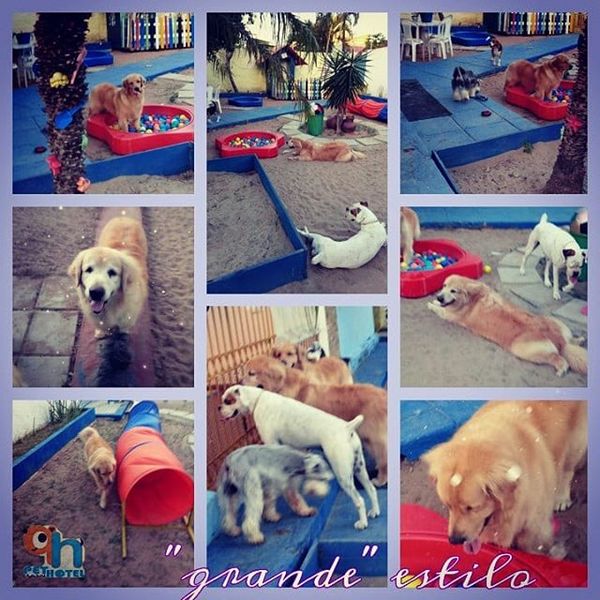 foto 4 de Pet Hotel Filhotes Natal