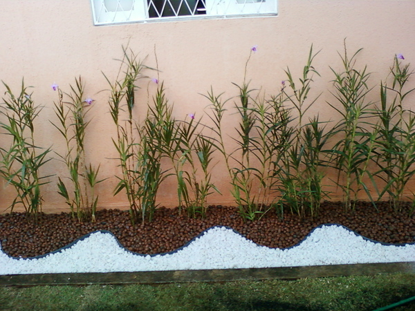 foto 1 de Sinal Verde Plantas - Nova Parnamirim