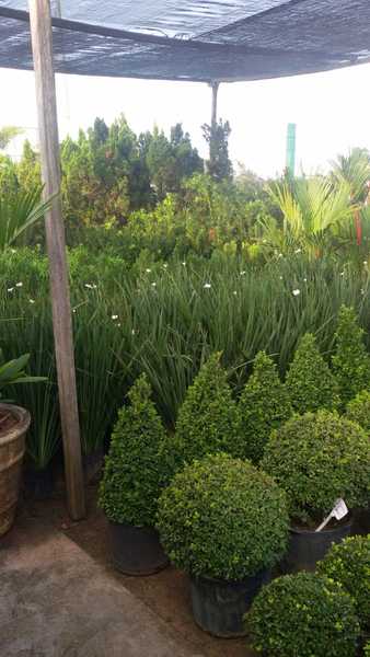foto 2 de Sinal Verde Plantas - Parque das Nações
