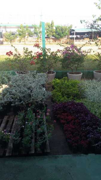foto 3 de Sinal Verde Plantas - Parque das Nações