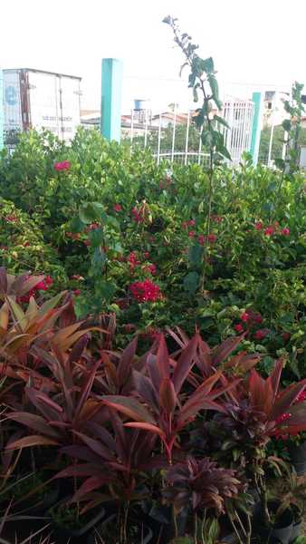foto 4 de Sinal Verde Plantas - Parque das Nações