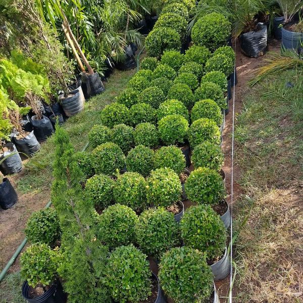foto 1 de JJ Paisagismo e Manutenção