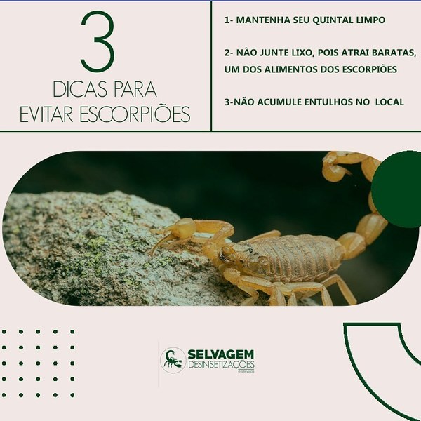 foto 2 de Selvagem Dedetizações e Serviços