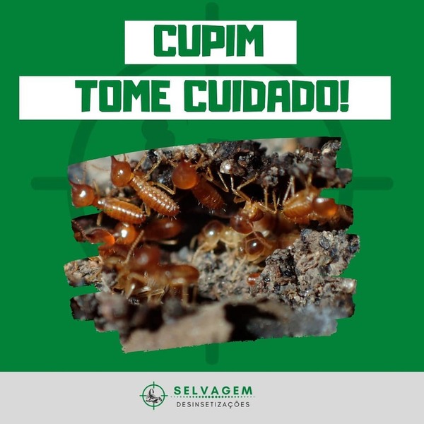 foto 3 de Selvagem Dedetizações e Serviços