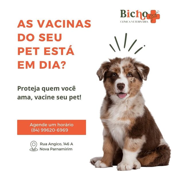 foto 1 de Bicho Mais Clínica Veterinária