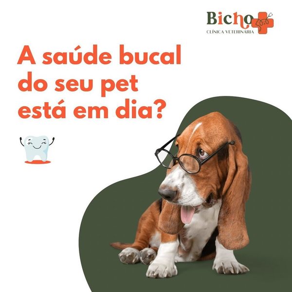 foto 2 de Bicho Mais Clínica Veterinária