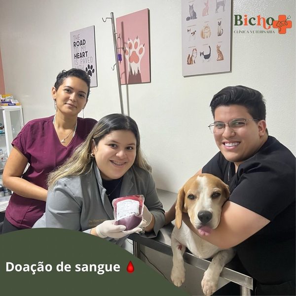 foto 4 de Bicho Mais Clínica Veterinária