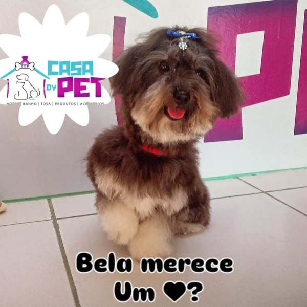 foto 4 de Casa Dy Pet