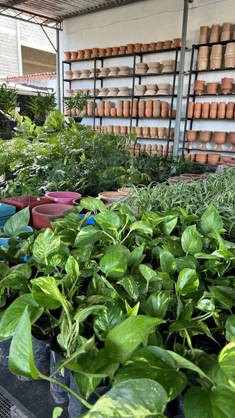 foto 4 de Canteiros Jardinagem e Paisagismo