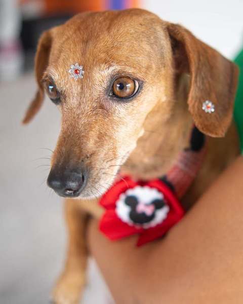 foto 4 de Mundo Pet