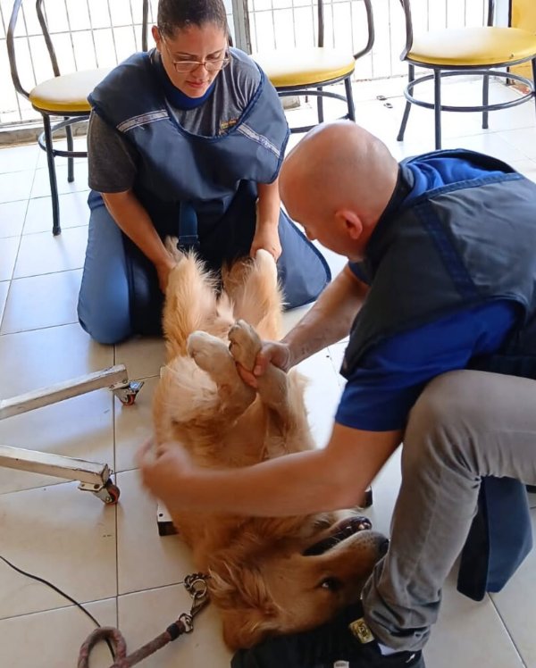foto 2 de Cedimvet – Centro de Diagnóstico por Imagem Veterinária