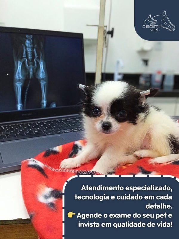 foto 4 de Cedimvet – Centro de Diagnóstico por Imagem Veterinária