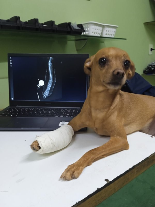 foto 4 de Cedimvet – Centro de Diagnóstico por Imagem Veterinária