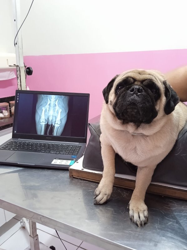 foto 3 de Cedimvet – Centro de Diagnóstico por Imagem Veterinária