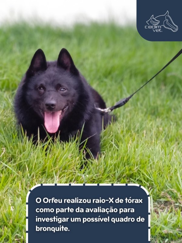 foto 2 de Cedimvet – Centro de Diagnóstico por Imagem Veterinária