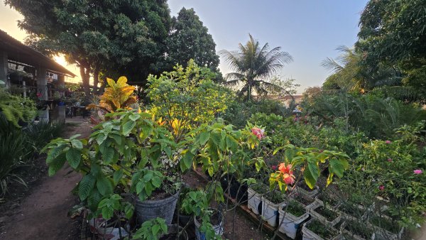 foto 1 de Jarros Plantas e Adubos Extremoz