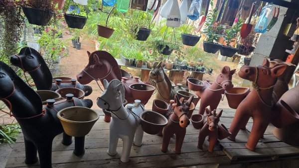 foto 4 de Jarros Plantas e Adubos Extremoz