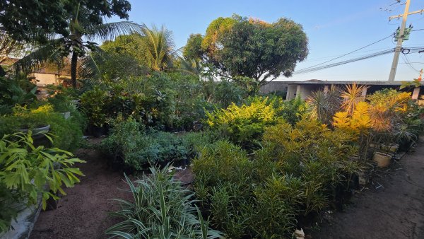 foto 4 de Jarros, Plantas e Adubos | Extremoz
