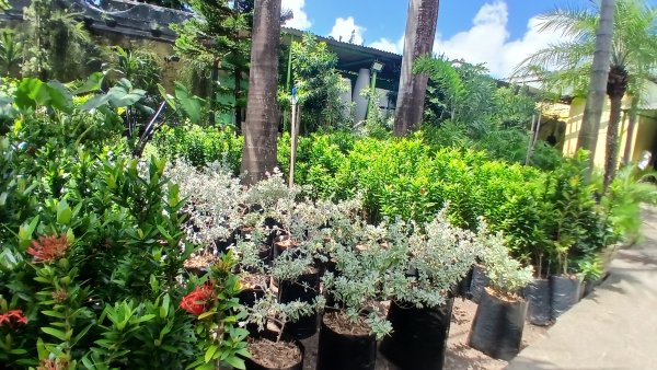foto 2 de ArtFlora Plantas e Flores