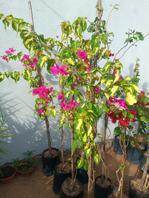 foto 4 de Brotar Plantas