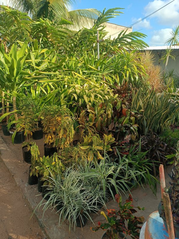 foto 4 de Brotar Plantas