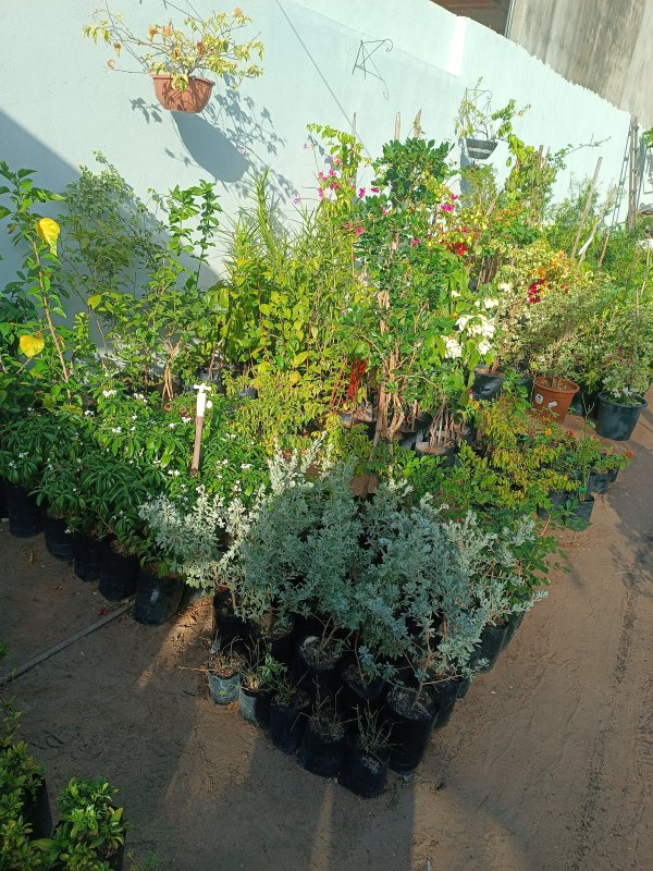 foto 3 de Brotar Plantas