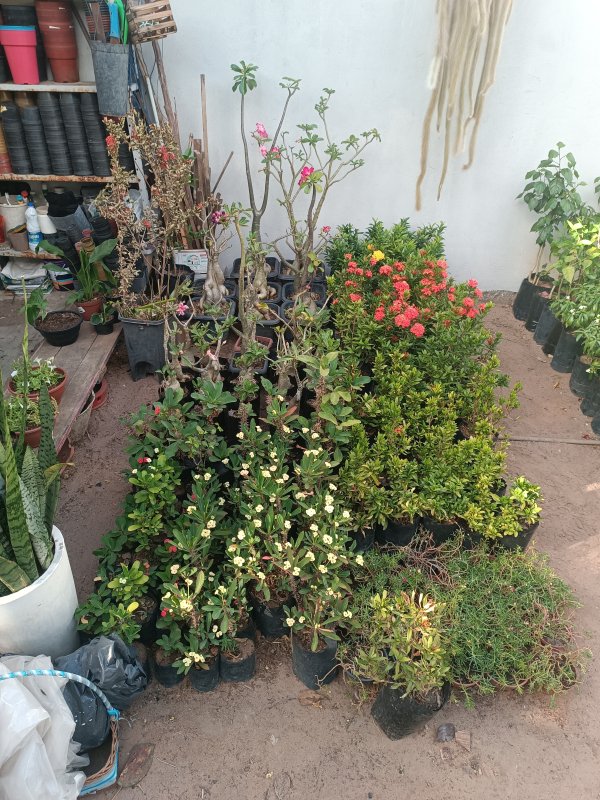 foto 2 de Brotar Plantas