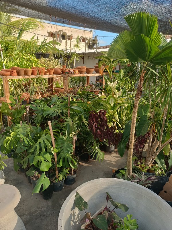 foto 1 de Brotar Plantas