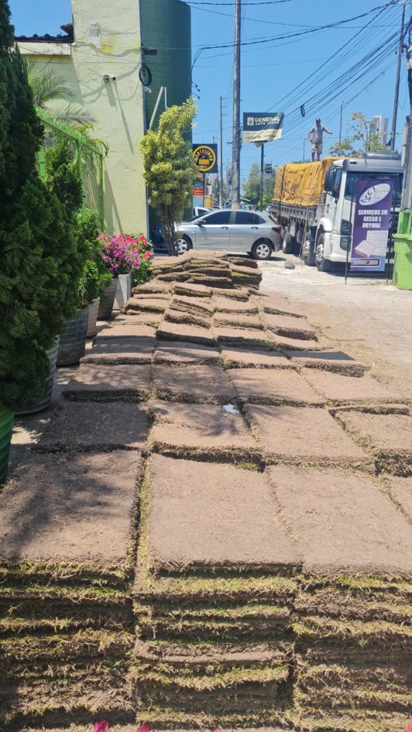 oferta Grama Esmeralda (metro) da empresa ArtFlora Plantas e Flores