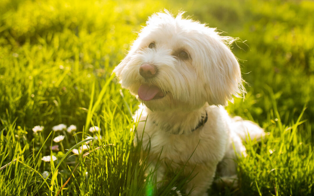 Cuatro tips para el cuidado sustentable de tu perro