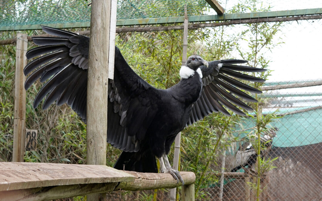 Más que un logo: Alto del Carmen se involucra en la rehabilitación de cóndores