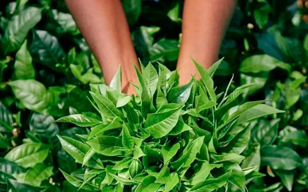 En Chile el té de Sri Lanka se consume desde hace más de 50 años