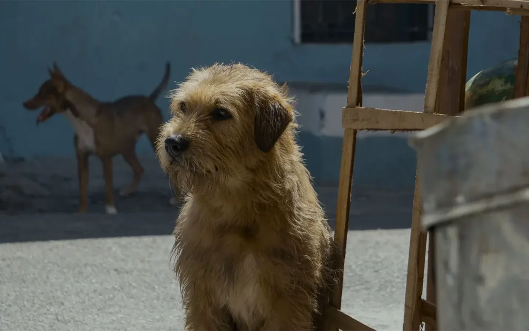 Review de “Arthur: Una Amistad Sin Límites”