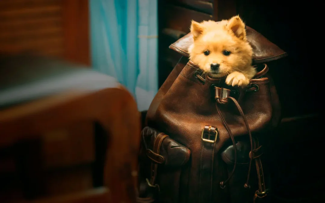 “Hachiko 2: Siempre a tu lado”: regresa una de las historias más conmovedoras