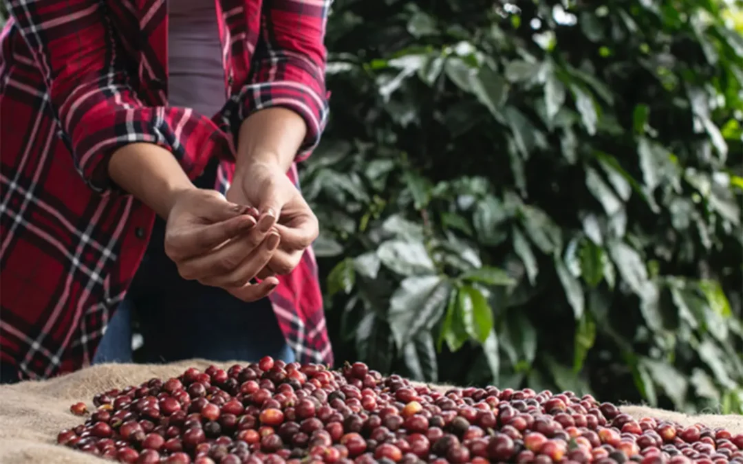 Los resultados de la gestión sostenible que destacan a Nescafé