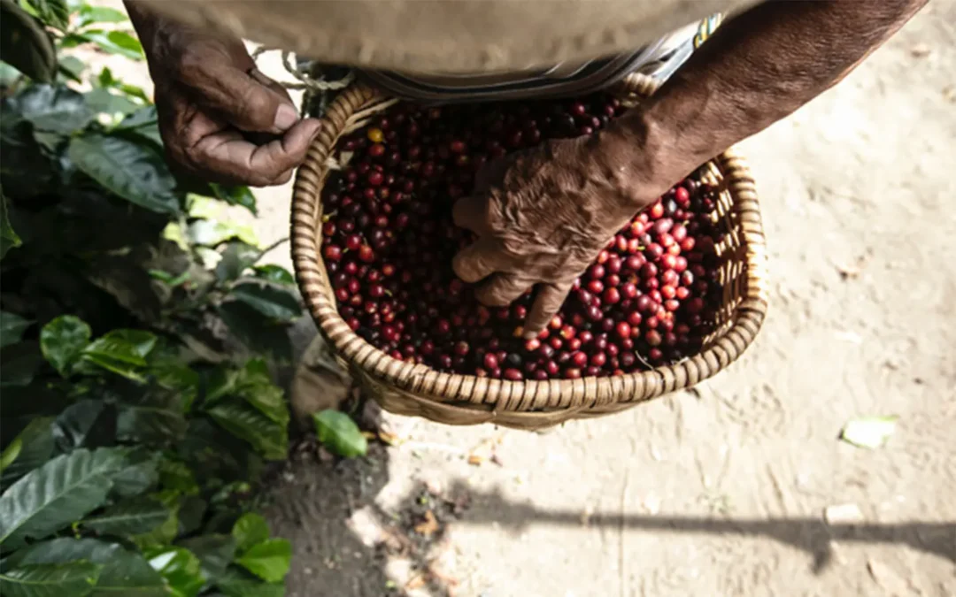 Viaja al corazón de los cafetales junto a Nescafé