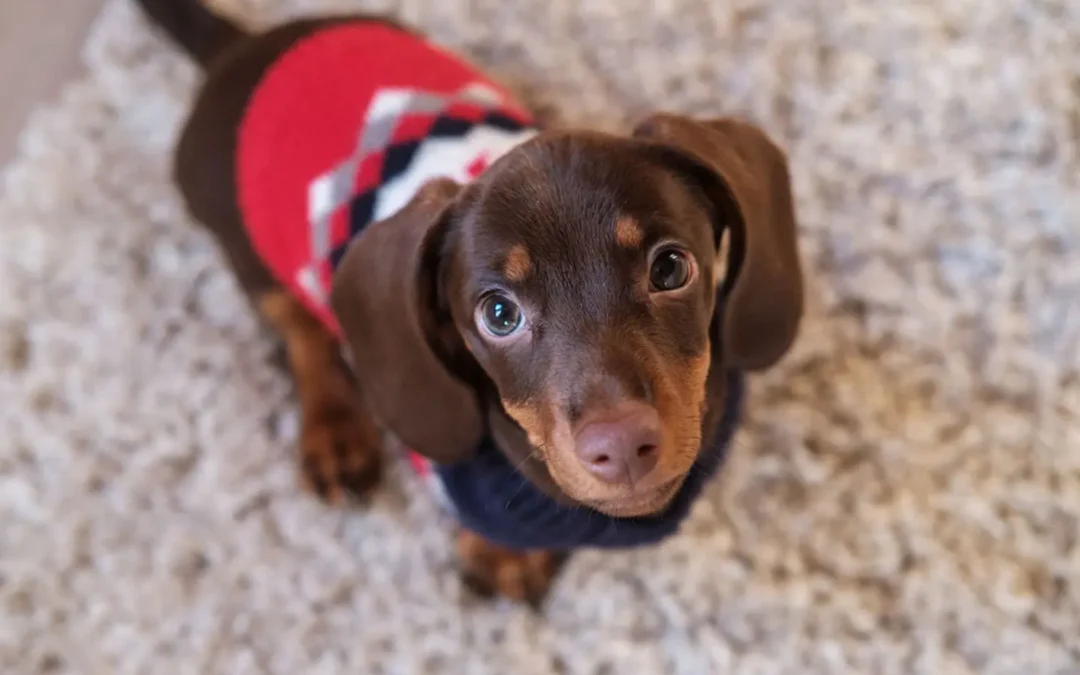 Cuatro opciones para proteger a tu perro del frío en invierno