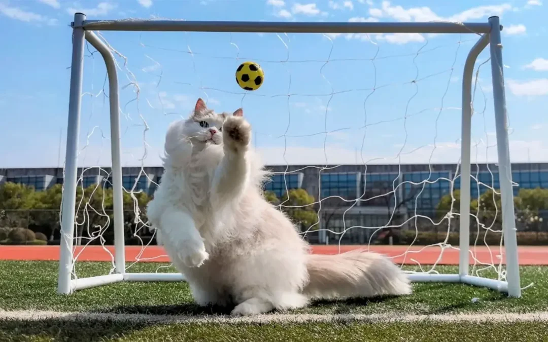Celebra el Día Internacional del Gato tomándole fotos increíbles