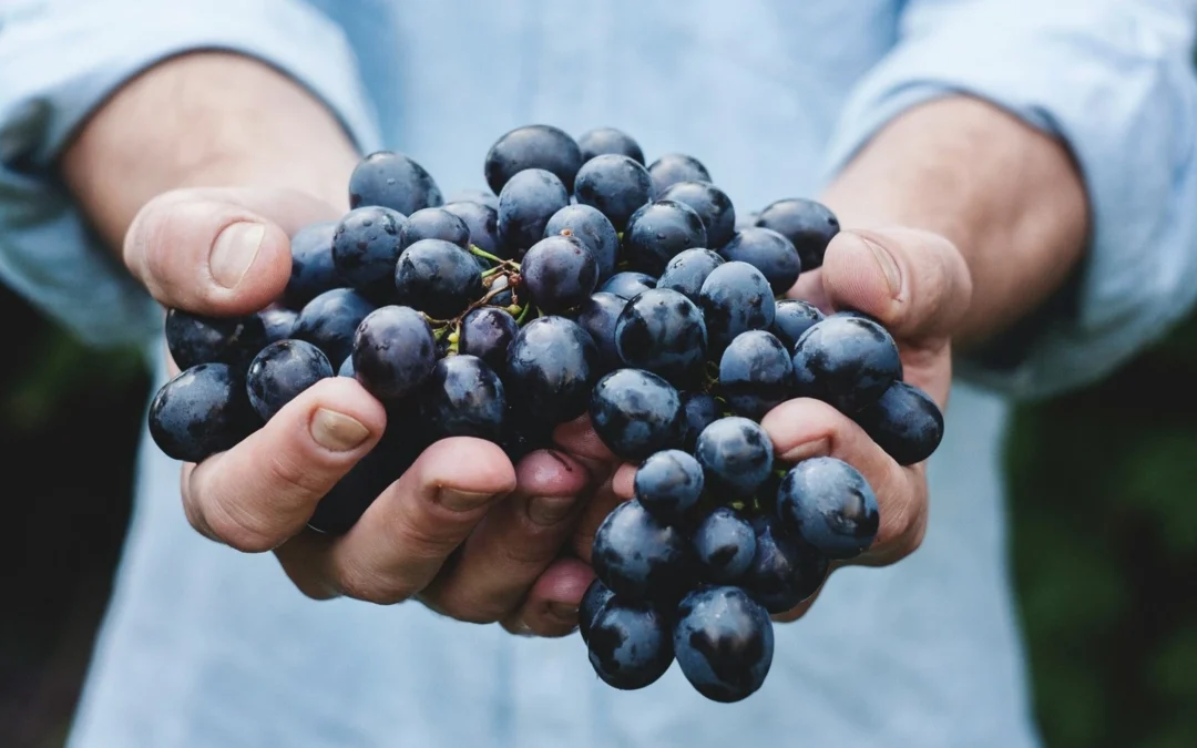 ¡Celebremos el Mes del Vino Chileno!: un homenaje a nuestra gran herencia vinícola