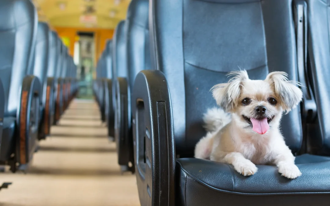 Perros, tortugas y hasta conejos:  Las precauciones para viajar en bus con tus mascotas