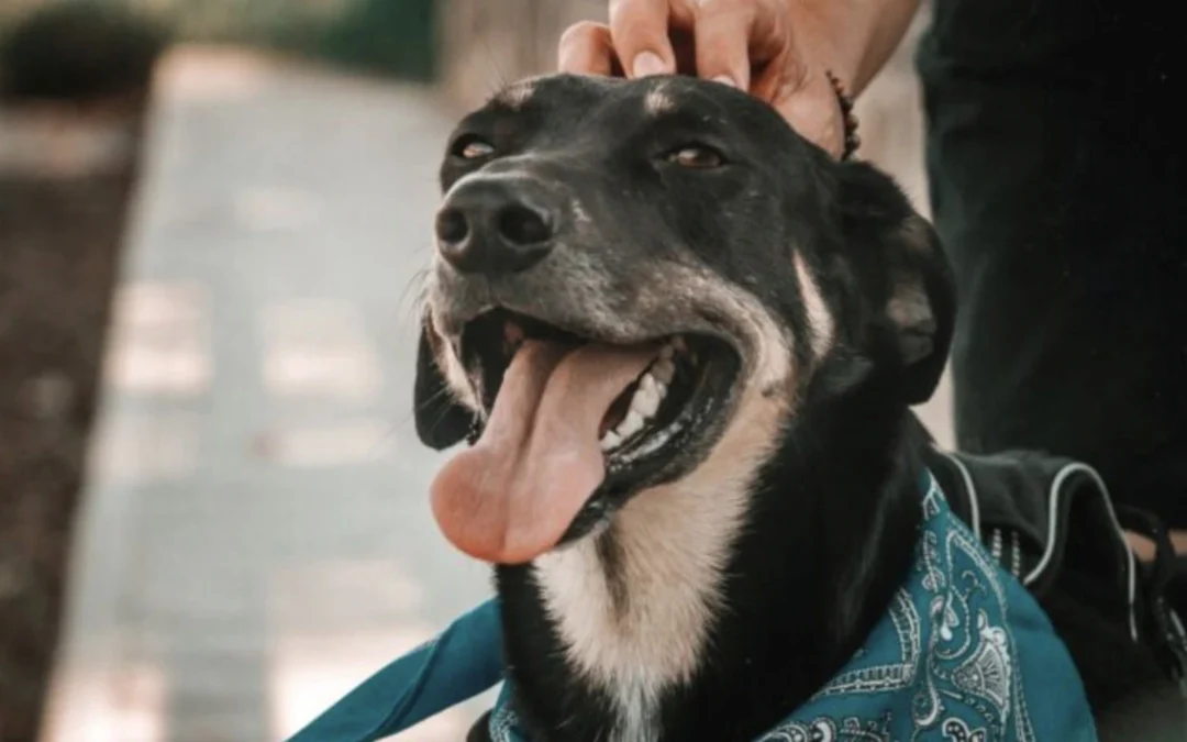 Tenencia responsable de animales en edificios: qué se debe saber