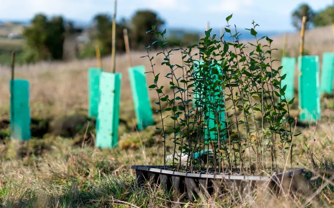 Esta Navidad, regala vida: regala un árbol nativo