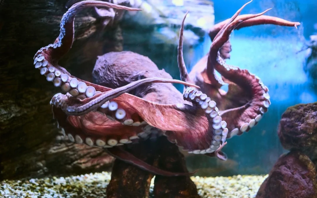 Informe «Pacific Rim» de Sophos detalla operación ante ciberdelincuentes