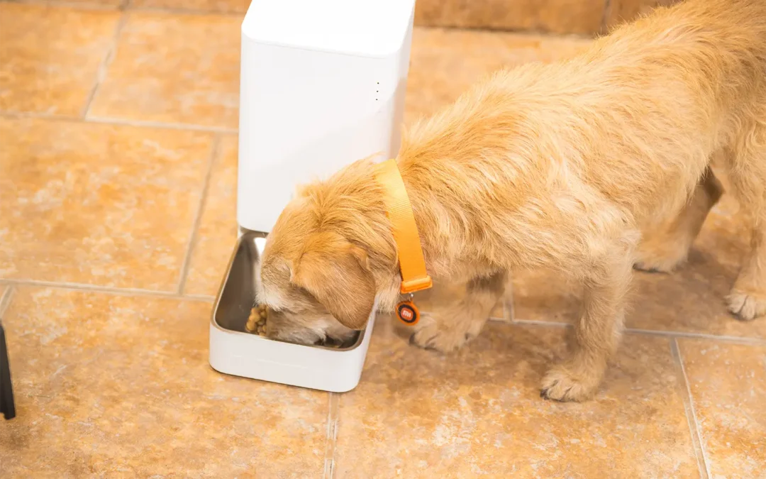 Xiaomi y Fundación Huellas Unidas promueven la adopción responsable de mascotas