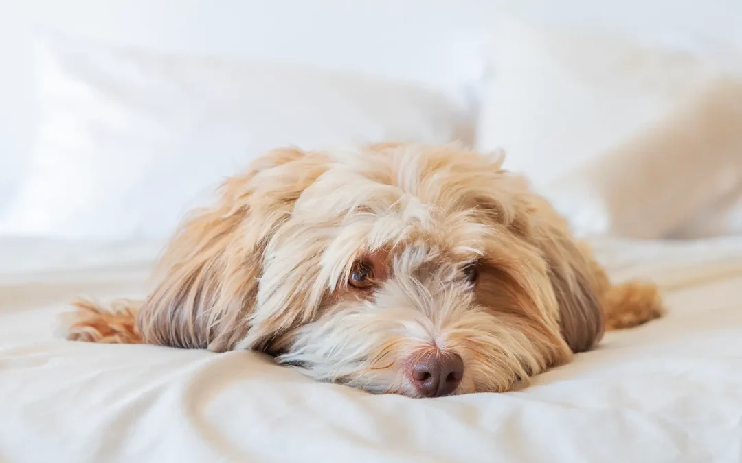 Perros que lloran o se desesperan al estar solos