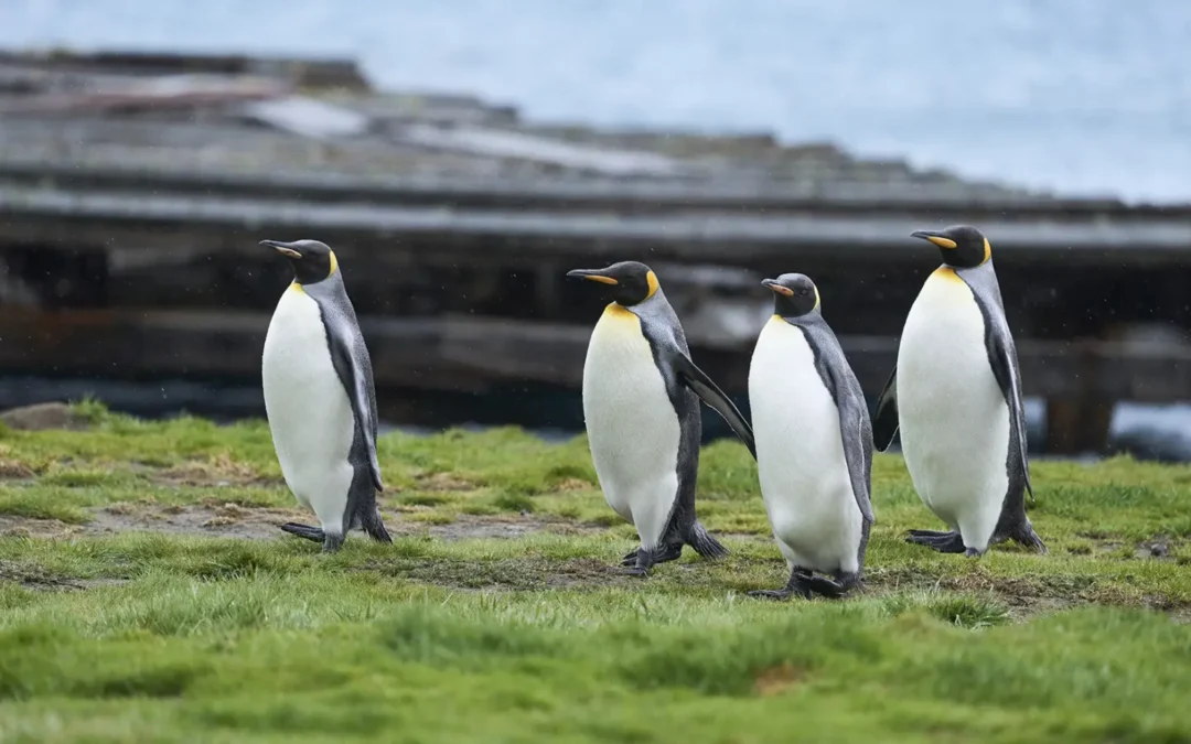 Revelan nuevo contenido de «Secretos de los pinguinos»