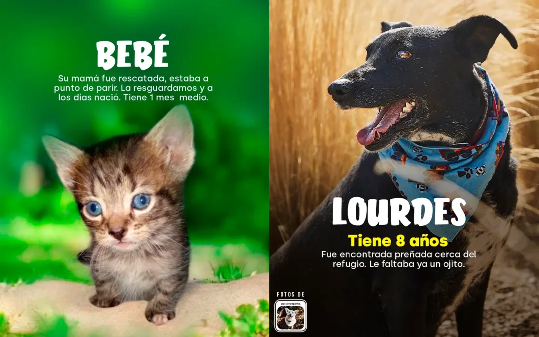 Adopta en Expo Mascotas & Animales: Estos son los rostros que buscan hogar