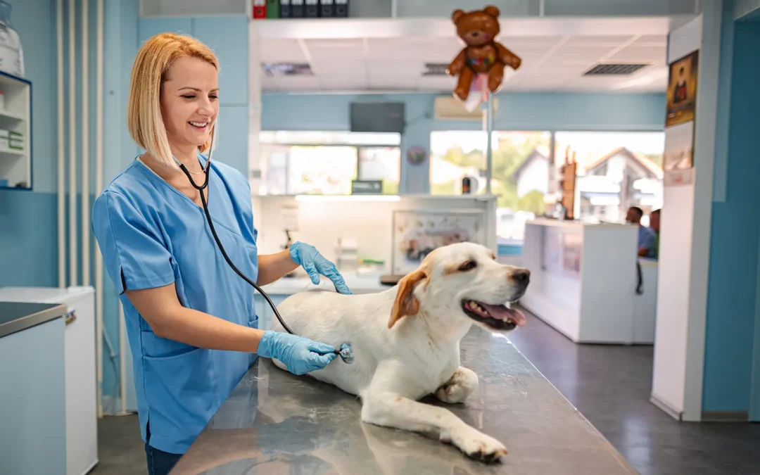 Día Mundial contra la Rabia: prevenir es proteger a nuestras mascotas y familias