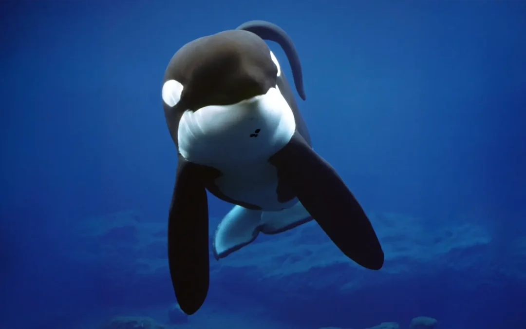HBO y Raw preparan docuserie sobre Keiko, la orca de Liberen a Willy